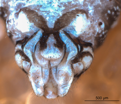 Camelopsocus tucsonensis