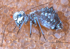 Camelopsocus tucsonensis