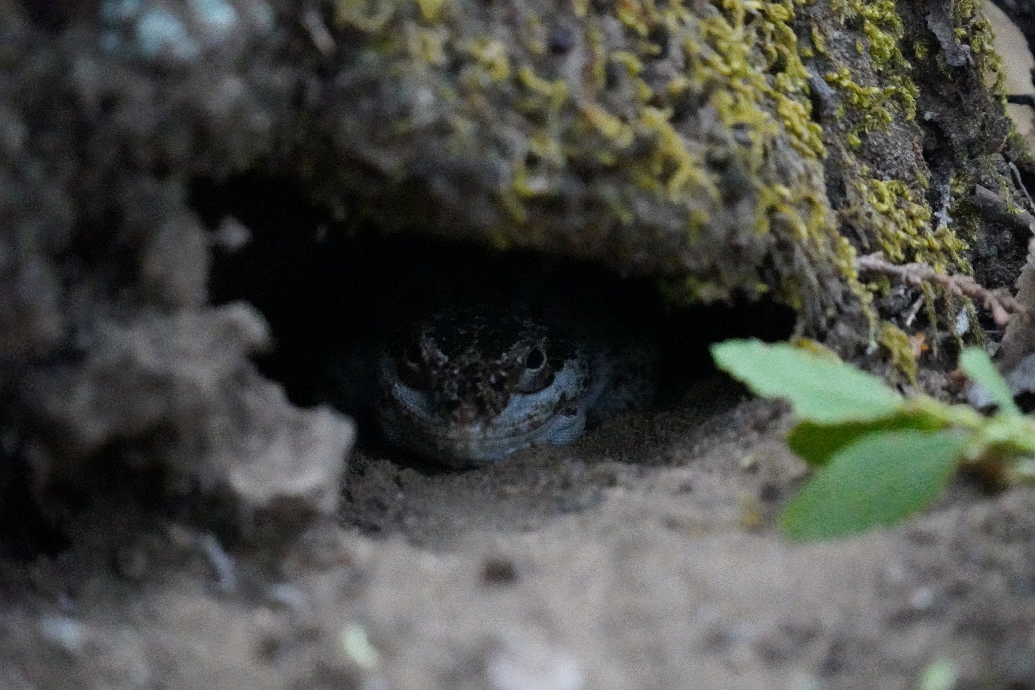 Six-Banded Patagonian Lizard photo 6