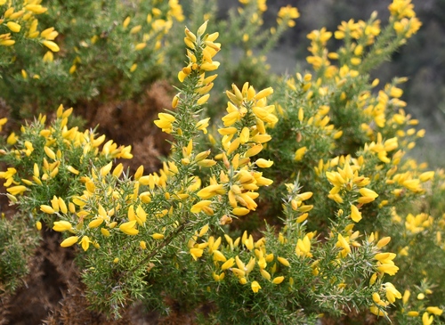 Avistamiento Ulex parviflorus