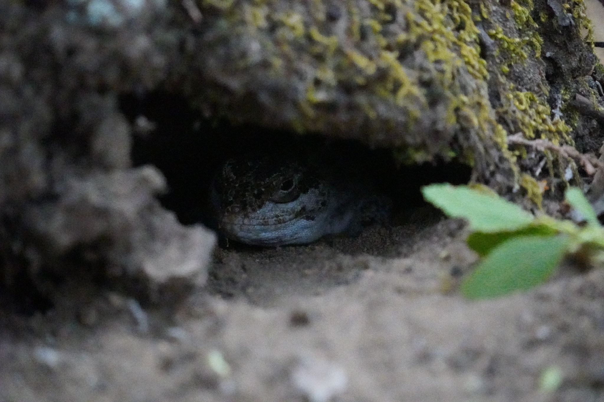 Six-Banded Patagonian Lizard photo 7