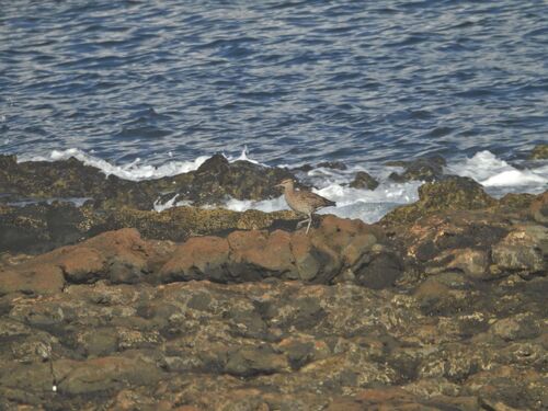 iNaturalist: (c) Niels Peter Møller Jensen, some rights reserved (CC BY-NC), uploaded by Niels Peter Møller Jensen iNaturalist image