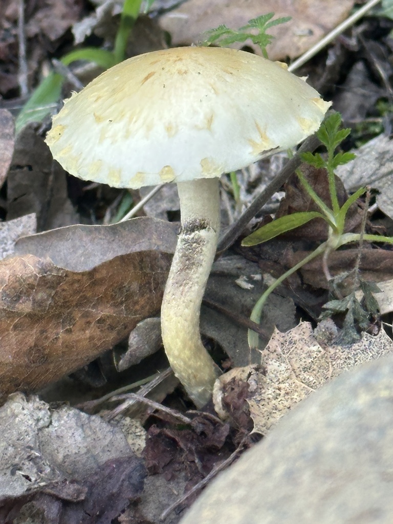 Leratiomyces percevalii · January 2026 · photo: © irinamitine (iNaturalist, cc-by)
