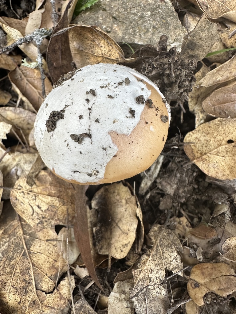 Amanita velosa · January 2026 · photo: © irinamitine (iNaturalist, cc-by)