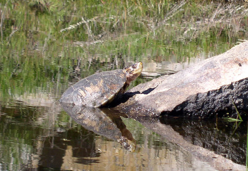 iNaturalist observation photo of Northwestern Pond Turtle