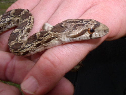 iNaturalist observation photo of Gopher Snake