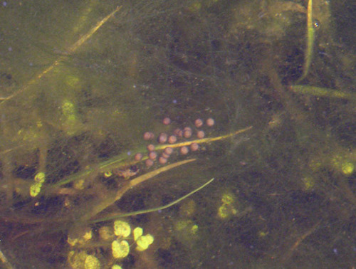 iNaturalist observation photo of Pacific chorus frog