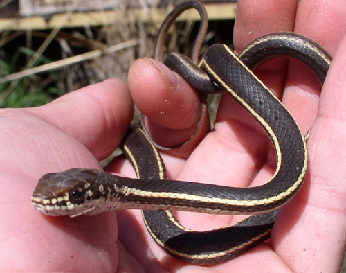 iNaturalist observation photo of Striped Racer