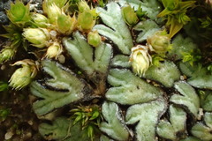 Riccia nigrella