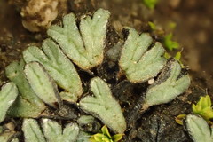 Riccia nigrella