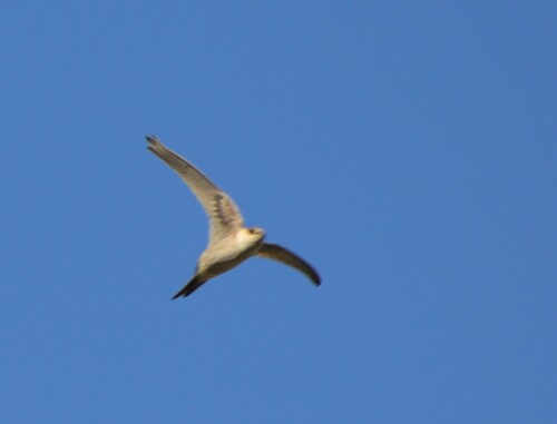 Andean Swift (Aeronautes andecolus)