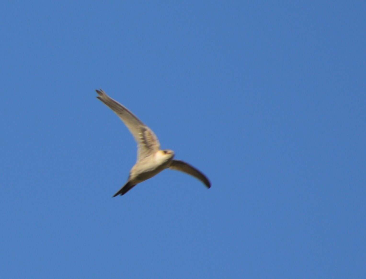 Andean Swift (Aeronautes andecolus), photo 1