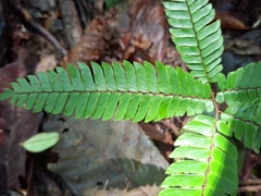 Adiantum tetraphyllum