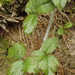 Rubus ursinus - Photo (c) Ron Vanderhoff,  זכויות יוצרים חלקיות (CC BY-NC), uploaded by Ron Vanderhoff