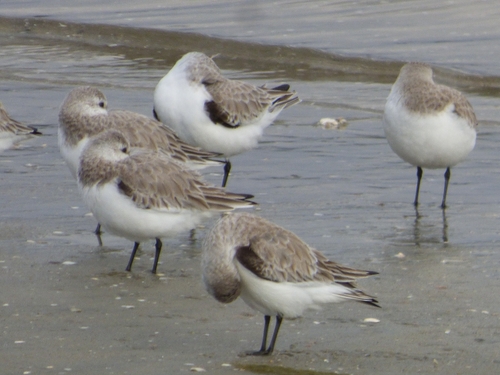 iNaturalist: (c) Jon Watson, some rights reserved (CC BY-NC), uploaded by Jon Watson iNaturalist image