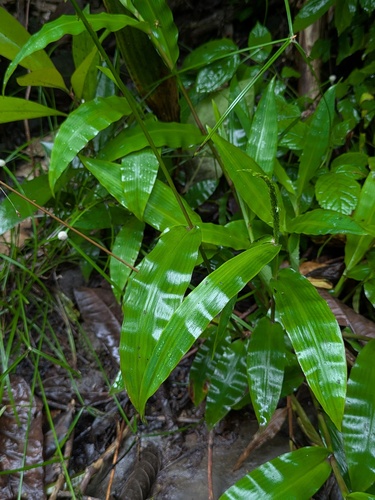 Centotheca lappacea, photograph 4