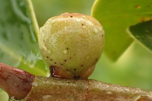 Ficus microcarpa