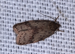 Garrha limbata