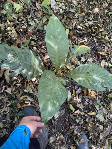 Anthurium acutifolium Engl.