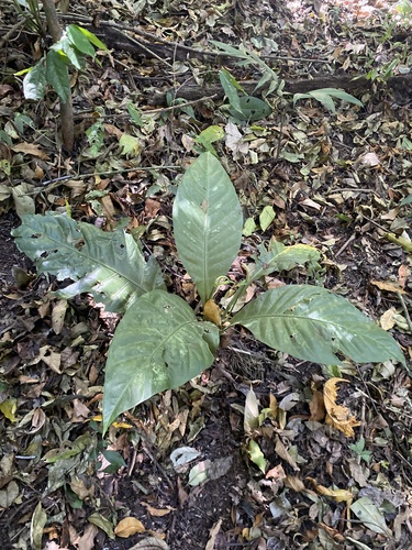 Anthurium acutifolium Engl. 2