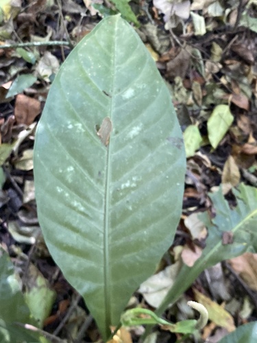 Anthurium acutifolium Engl. 3