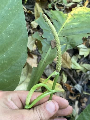 Anthurium acutifolium Engl. 4