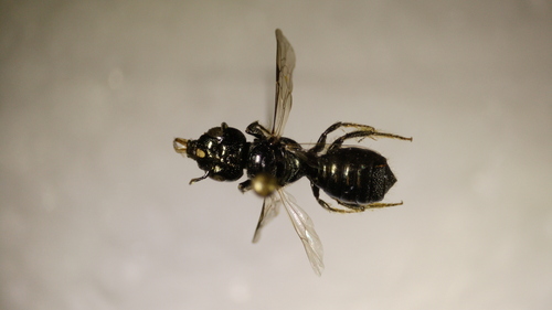 Ceratina neomexicana