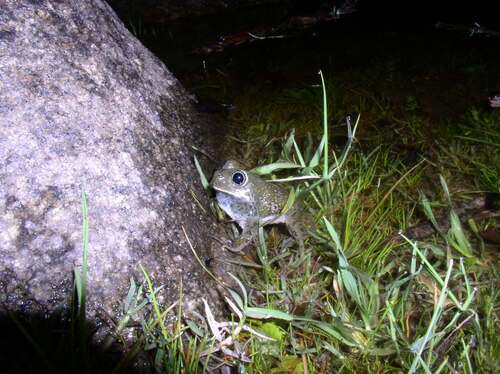 iNaturalist observation photo of Western Spadefoot