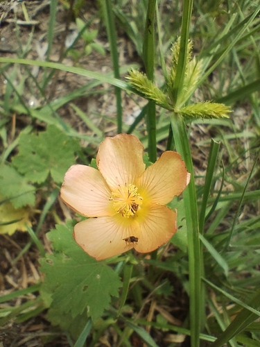 Modiolastrum malvifolium, photograph 3