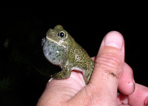 iNaturalist observation photo of Western Spadefoot