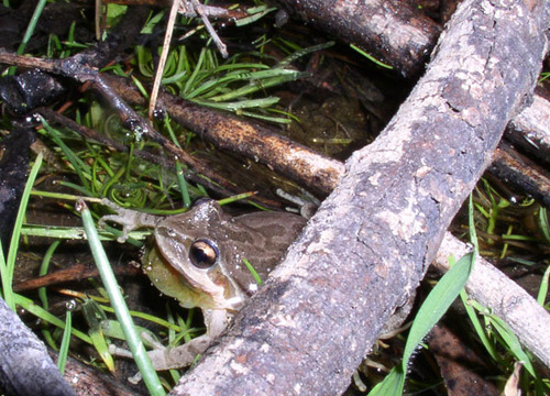 iNaturalist observation photo of Pacific chorus frog
