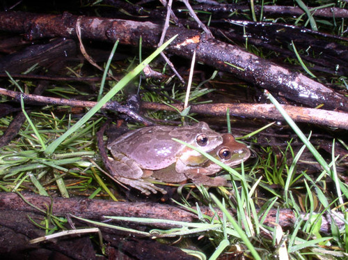 iNaturalist observation photo of Pacific chorus frog