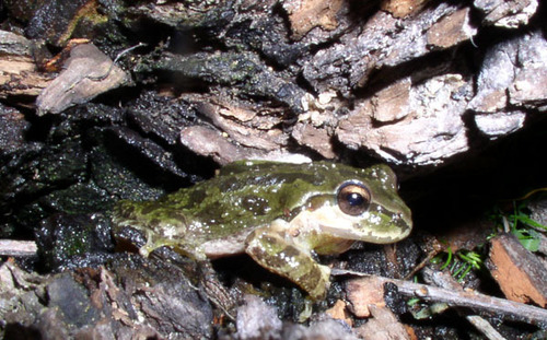 iNaturalist observation photo of Pacific chorus frog