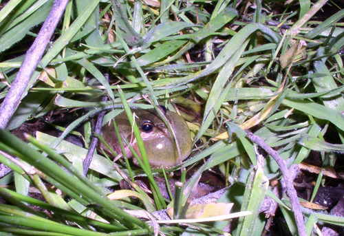 iNaturalist observation photo of Pacific chorus frog