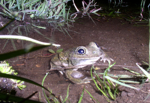 iNaturalist observation photo of Western Spadefoot