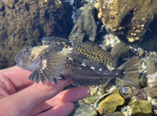 Padded sculpin (Artedius fenestralis) — Cottidae — 2