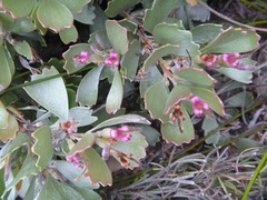 Adenanthos cuneatus