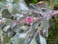 Adenanthos cuneatus