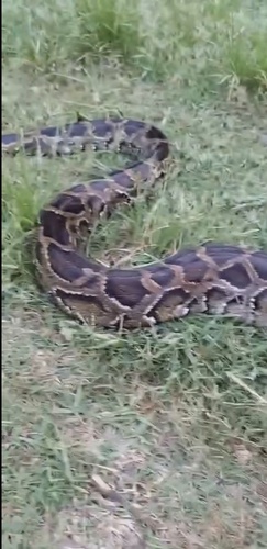 Burmese Python
