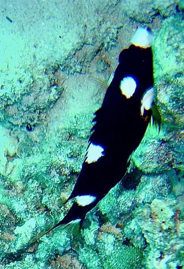 Axilspot hogfish