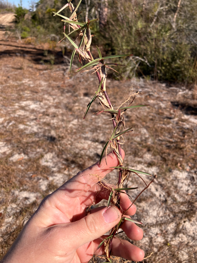 Bần thảo – Eremochloa ophiuroides