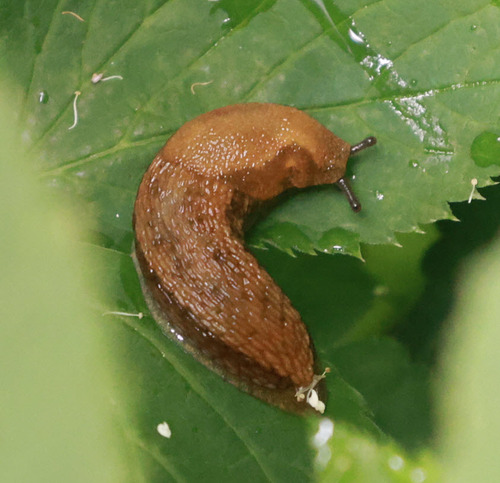Arion fuscus