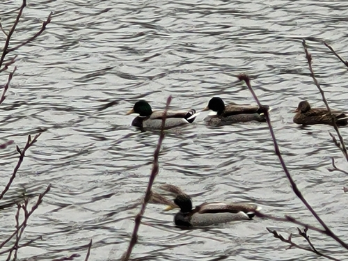 iNaturalist: (c) teddydolstra, some rights reserved (CC BY-NC) iNaturalist image