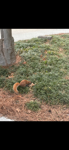 Eastern Gray Squirrel