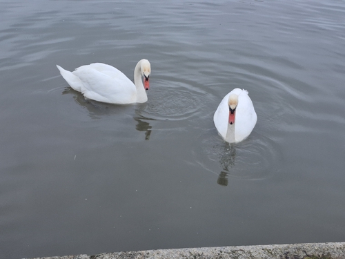 iNaturalist: (c) captainnik, some rights reserved (CC BY-NC), uploaded by captainnik iNaturalist image