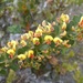 Daviesia striata - Photo (c) naturewatchwidow, some rights reserved (CC BY), uploaded by naturewatchwidow