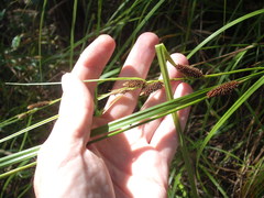 Carex lambertiana