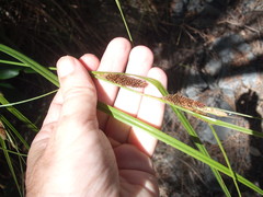 Carex lambertiana