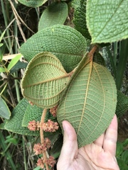 Miconia rufescens
