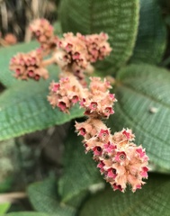 Miconia rufescens
